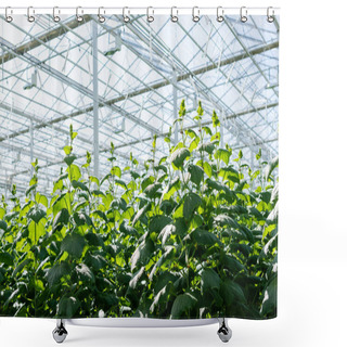 Personality  Glasshouse With Cucumber Plants In Natural Light Shower Curtains