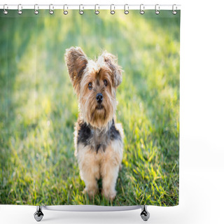 Personality  Yorkshire Terrier On Grass Shower Curtains