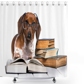 Personality  Dachshund With Glasses Reading A Book, Inquisitive Puppy, Canine Science Shower Curtains
