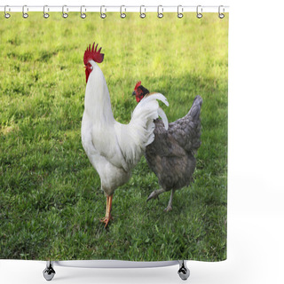 Personality  Hens From Free Range Shower Curtains