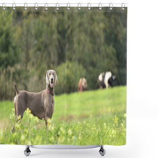 Personality  Weimaraner In Action Shower Curtains
