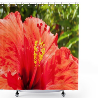 Personality  A Macro Shot Of The Blossomed, Red Hibiscus Rosa-Sinensis Flower Shower Curtains