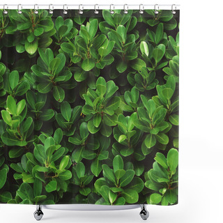 Personality  Fresh Green Leaves Shower Curtains