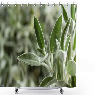 Personality  Sage Salvia Leaves Close-up On A Gray Background Shower Curtains