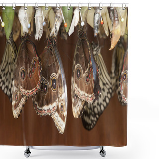 Personality  Pupa Butterfly Shower Curtains