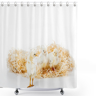 Personality  Three Adorable Little Chickens On Nest Isolated On White Shower Curtains