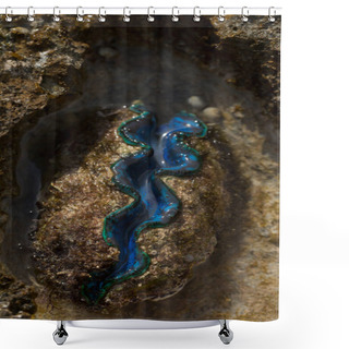 Personality  The Maxima Clam (Tridacna Maxima), Also Known As The Small Giant Clam, Is A Species Of Bivalve Mollusc. The Fauna Of The Red Sea. Shower Curtains