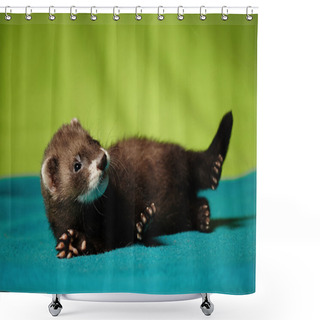 Personality  Nice Ferret Baby Laying In Studio Shower Curtains