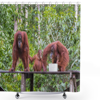 Personality  Three Orangutan At A Luncheon In The Forests Of Indonesia Shower Curtains