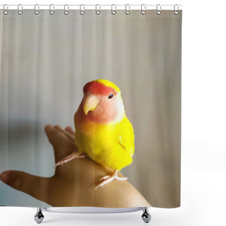 Personality  A Cute Yellow Pink-faced Lovebird Sits On His Hand.  A Beautiful Tamed Parrot. Shower Curtains