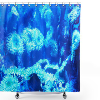 Personality  Blue Tropical Corals On Reef Shower Curtains