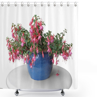 Personality  Pink Fuchsia In A Pot Shower Curtains