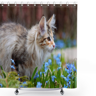 Personality  Norwegian Forest Cat Kitten In Sunny Garden With Blue Flowers Shower Curtains