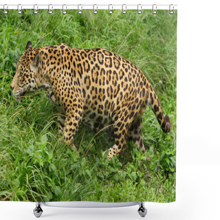 Personality  Male Wild Jaguar Cat Shower Curtains