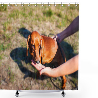 Personality  Portrait Of Standard Smooth-haired Dachshund . Red Dog . To Love Animals . Dachshund Dog Shower Curtains