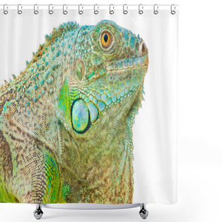 Personality  One Green Iguana Shower Curtains