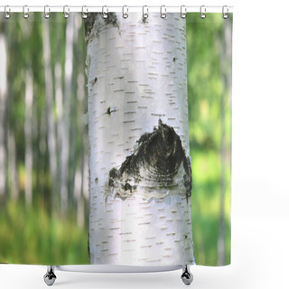 Personality  Beautiful Birch Trees With White Birch Bark In Birch Grove With Green Birch Leaves Shower Curtains