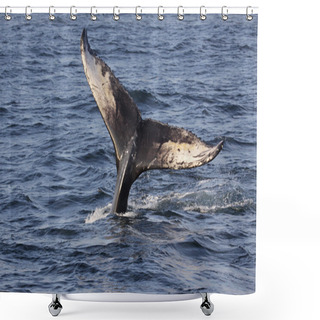 Personality  Humpback Whale Tail Shower Curtains