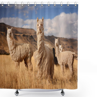 Personality  Alpacas In Andes Mountains, Peru Shower Curtains
