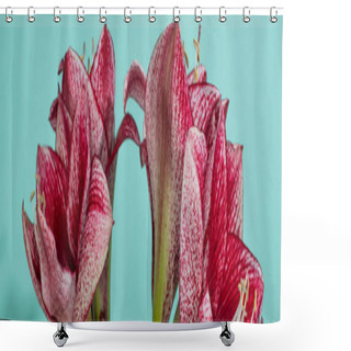 Personality  Close Up View Of Red Lilies On Turquoise, Panoramic Shot Shower Curtains