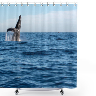Personality  Humpback Whale While Jumping Breaching Shower Curtains