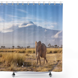 Personality  African Elephant Walking In The Grassland At The Foot Of Mount Kilimanjaro, Kenya.  Shower Curtains