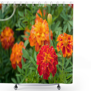 Personality  Marigold Close Up With Water Drops Shower Curtains