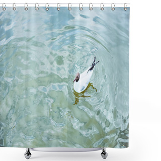 Personality  High Angle View Of Lonely Seagull Swimming In Blue Pond Shower Curtains