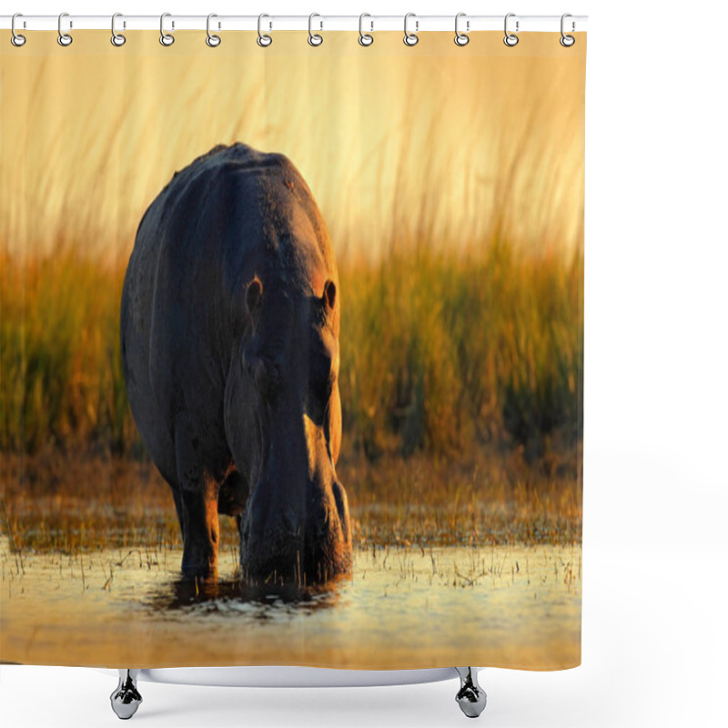 Personality  African Hippopotamus With Evening Sun Shower Curtains
