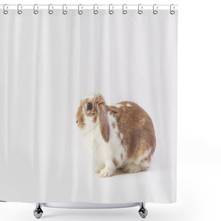 Personality  Studio Shot Of Sitting Brown And White Rabbit  Shower Curtains