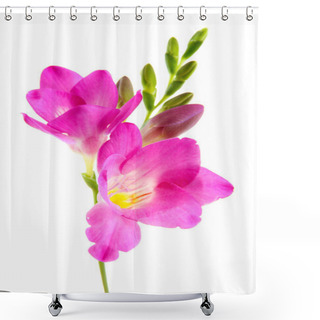 Personality  Beautiful Freesia Flower, Isolated On Whit Shower Curtains