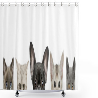 Personality  Cropped View Of Dog Head And Cat Heads In Front Of White Background, Studio Shot Shower Curtains