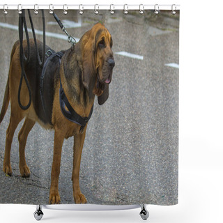 Personality  The Bloodhound Is A Large Dog With A Sad, Loyal Look, A Hunting Breed Of Dog. A Sniffer Dog Walks Along The Sidewalk On A Walk In The City. Shower Curtains