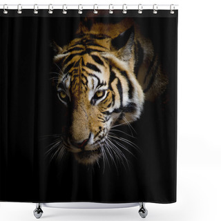 Personality  Close Up Face Tiger Isolated On Black Background Shower Curtains