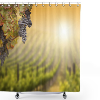 Personality  Lush Grape Vine With Blurry Vineyard Background Shower Curtains