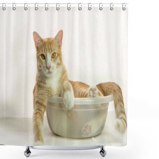 Personality  Cats In Various Forms, Very Cute Gestures. Shower Curtains