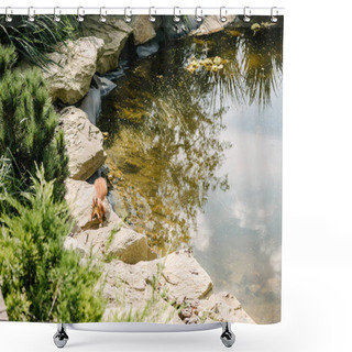 Personality  Adorable Squirrel Running On Stones Around Pond In Park Shower Curtains