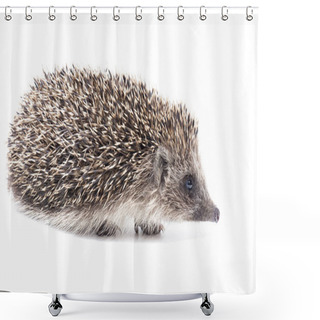 Personality  A Small Hedgehog Isolated On A White Background. Shower Curtains