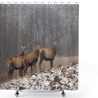 Personality  Herd Of Red Deer Stags In Winter With Antlers Shower Curtains