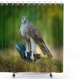 Personality  Animal Behaviour In The Forest. Bird Of Prey Goshawk With Killed Eurasian Magpie In The Grass In Green Forest. Wildlife Scene From Nature, Germany, Europe. Shower Curtains