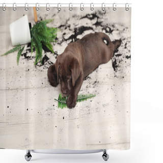 Personality  Chocolate Labrador Retriever Puppy With Overturned Houseplant At Home Shower Curtains