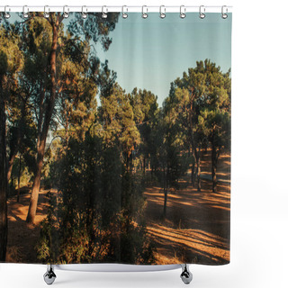 Personality  High Pine Trees Against Blue Sky In Sunny Weather Shower Curtains