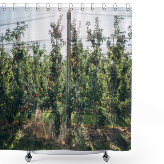 Personality  Apple Plantations Shower Curtains