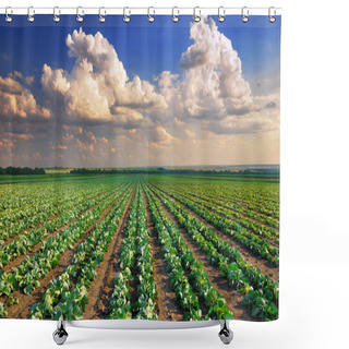 Personality  Cabbage Field Shower Curtains