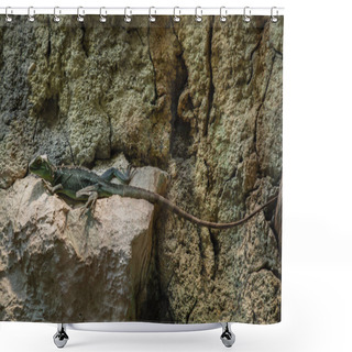 Personality  Green Basilisk - Basiliscus Plumifrons, Beautiful Green Lizard From Central America Forests And Woodlands, Costa Rica. Shower Curtains